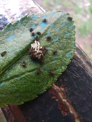 Adalia bipunctata