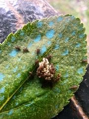 Adalia bipunctata