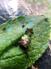 Adalia bipunctata