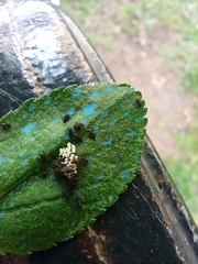 Adalia bipunctata