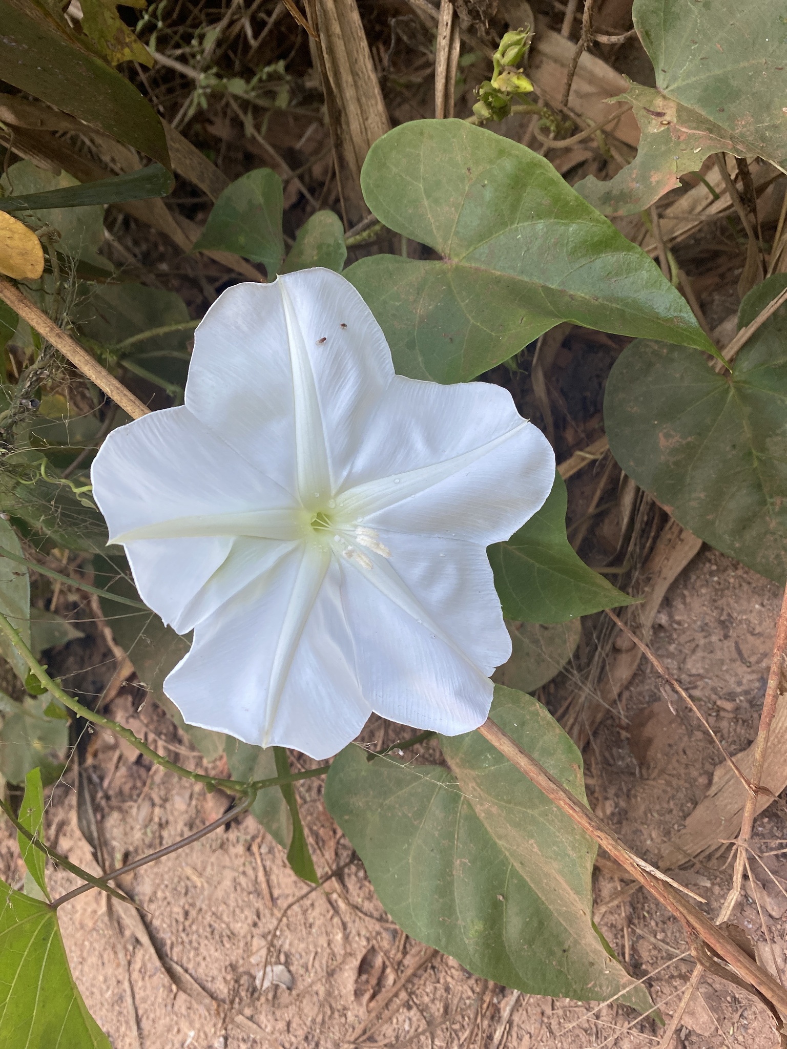 Ipomoea alba