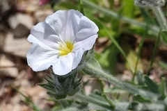 Convolvulus lanuginosus