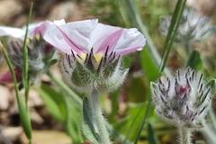Convolvulus lanuginosus