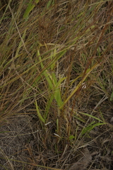 Themeda quadrivalvis