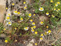 Anthemis secundiramea