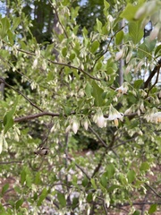 Styrax americanus