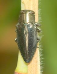 Chrysobothris dorsata