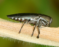 Chrysobothris dorsata