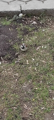Passer domesticus