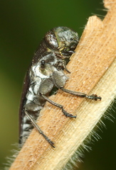 Chrysobothris dorsata