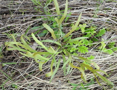 Puccinia sii-falcariae