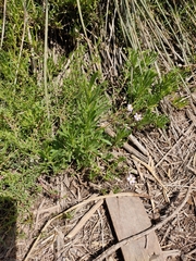 Rhodalsine geniculata
