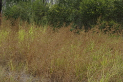 Themeda quadrivalvis