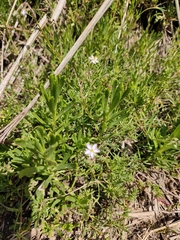 Rhodalsine geniculata