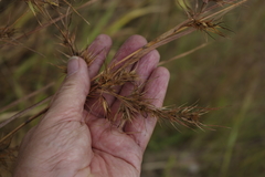 Themeda quadrivalvis