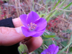 Geranium oreganum