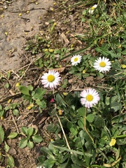 Bellis perennis