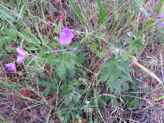 Geranium oreganum