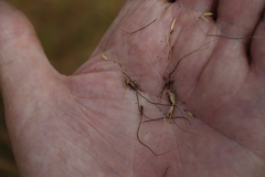 Themeda quadrivalvis