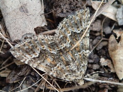 Xanthorhoe xanthospila