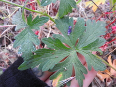 Geranium oreganum