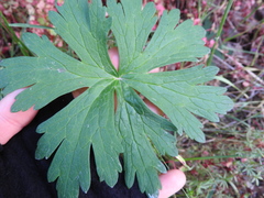 Geranium oreganum