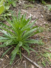 Reseda luteola