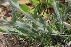Convolvulus lanuginosus