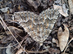 Xanthorhoe xanthospila