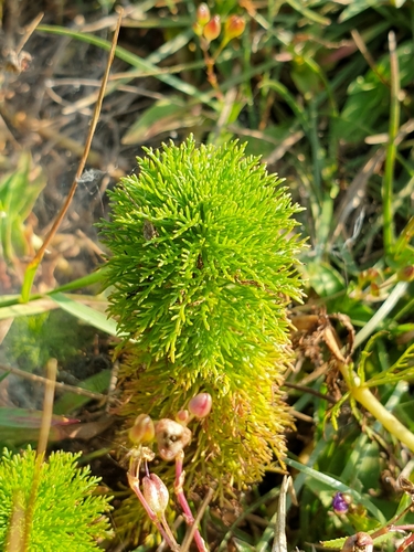 Limnophila aquatica, photograph 4