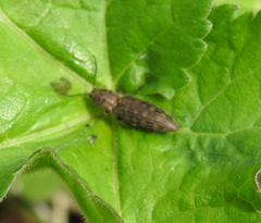 Actenicerus siaelandicus