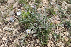 Convolvulus lanuginosus