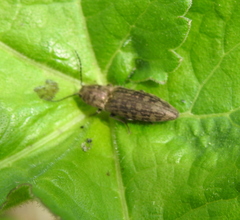 Actenicerus siaelandicus