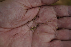 Themeda quadrivalvis
