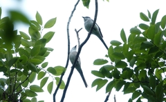 Pericrocotus cantonensis