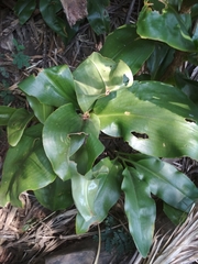 Scadoxus multiflorus