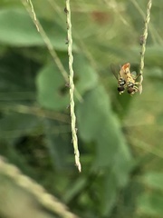 Diptera