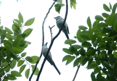 Pericrocotus cantonensis