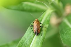 Castanopsides kerzhneri