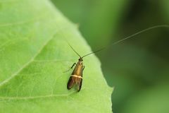 Nemophora aurifera