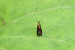 Nemophora albiantennella