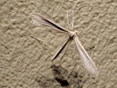 Hellinsia homodactylus