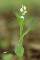 Cephalanthera erecta