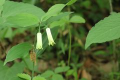 Disporum sessile