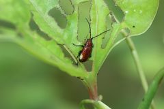 Pseudodera xanthospila