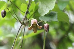Clematis japonica