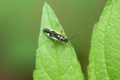 Dryophilocoris miyamotoi