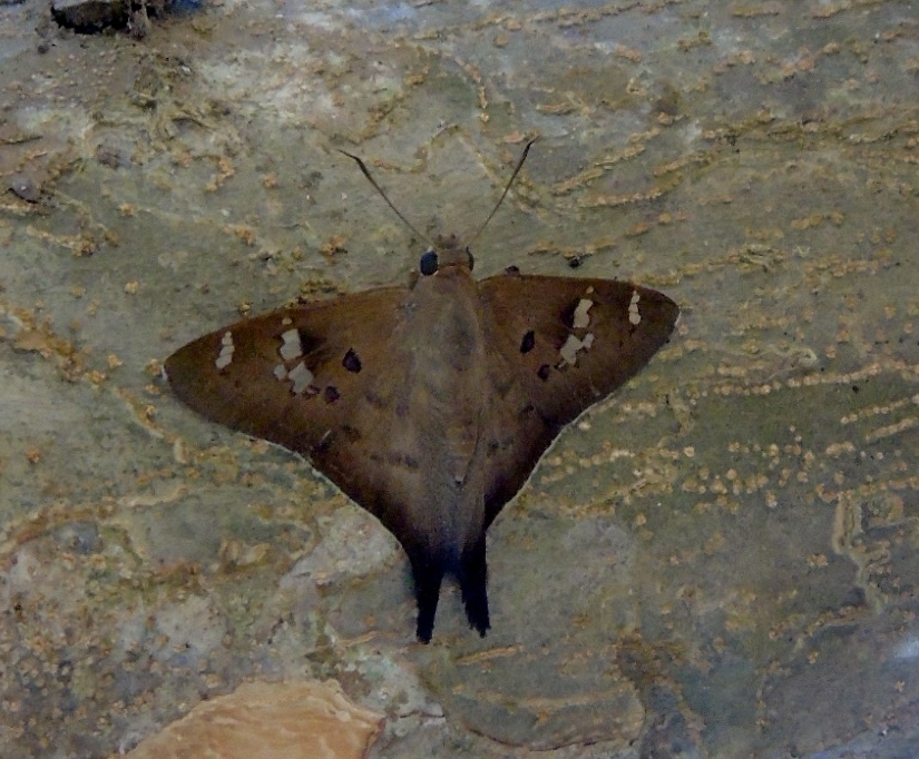 Polythrix asine (Guia de Mariposas y polillas de Paco´s Reserva de ...