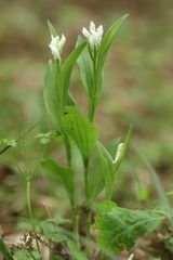 Cephalanthera erecta