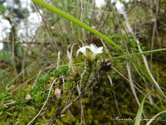 Arcytophyllum thymifolium